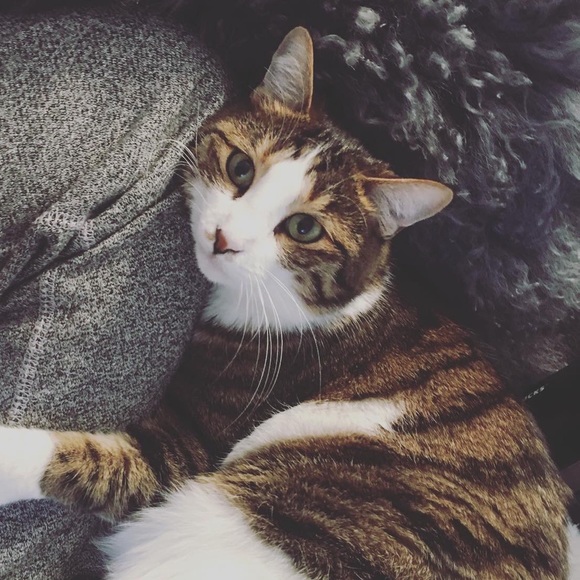 Meet your Posher, Choya - Picture 1 of 1